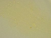 Diphascon chilenense image
