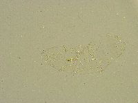 Diphascon chilenense image