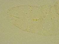 Diphascon chilenense image