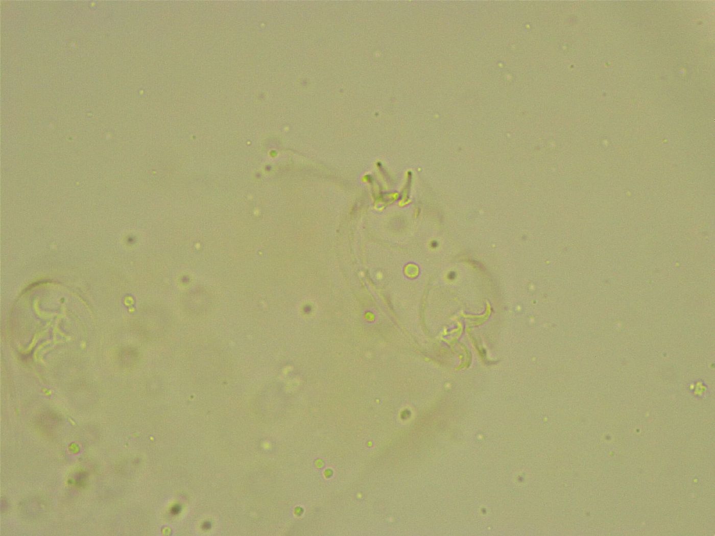 Diphascon chilenense image