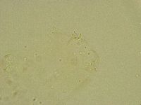 Diphascon chilenense image