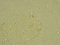 Diphascon chilenense image