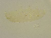 Diphascon chilenense image