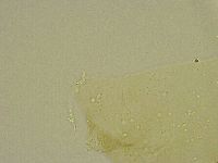 Diphascon chilenense image