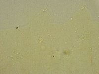 Diphascon chilenense image