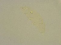 Diphascon chilenense image