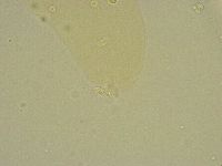 Diphascon chilenense image