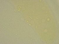 Diphascon chilenense image