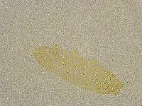 Diphascon chilenense image
