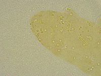 Diphascon chilenense image