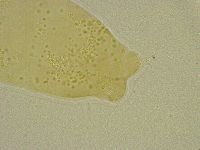 Diphascon chilenense image