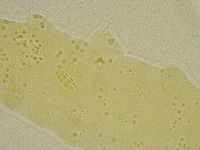 Diphascon chilenense image