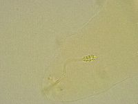 Diphascon chilenense image