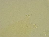 Diphascon chilenense image