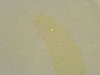 Diphascon chilenense image