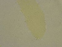 Diphascon chilenense image
