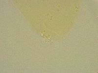 Diphascon chilenense image