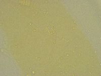 Diphascon chilenense image