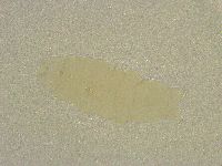 Diphascon chilenense image