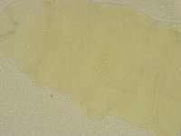 Diphascon chilenense image