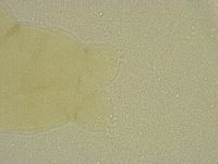 Diphascon chilenense image