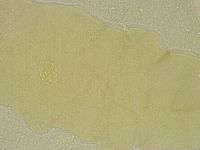 Diphascon chilenense image