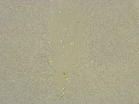 Diphascon chilenense image
