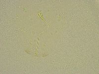 Diphascon chilenense image