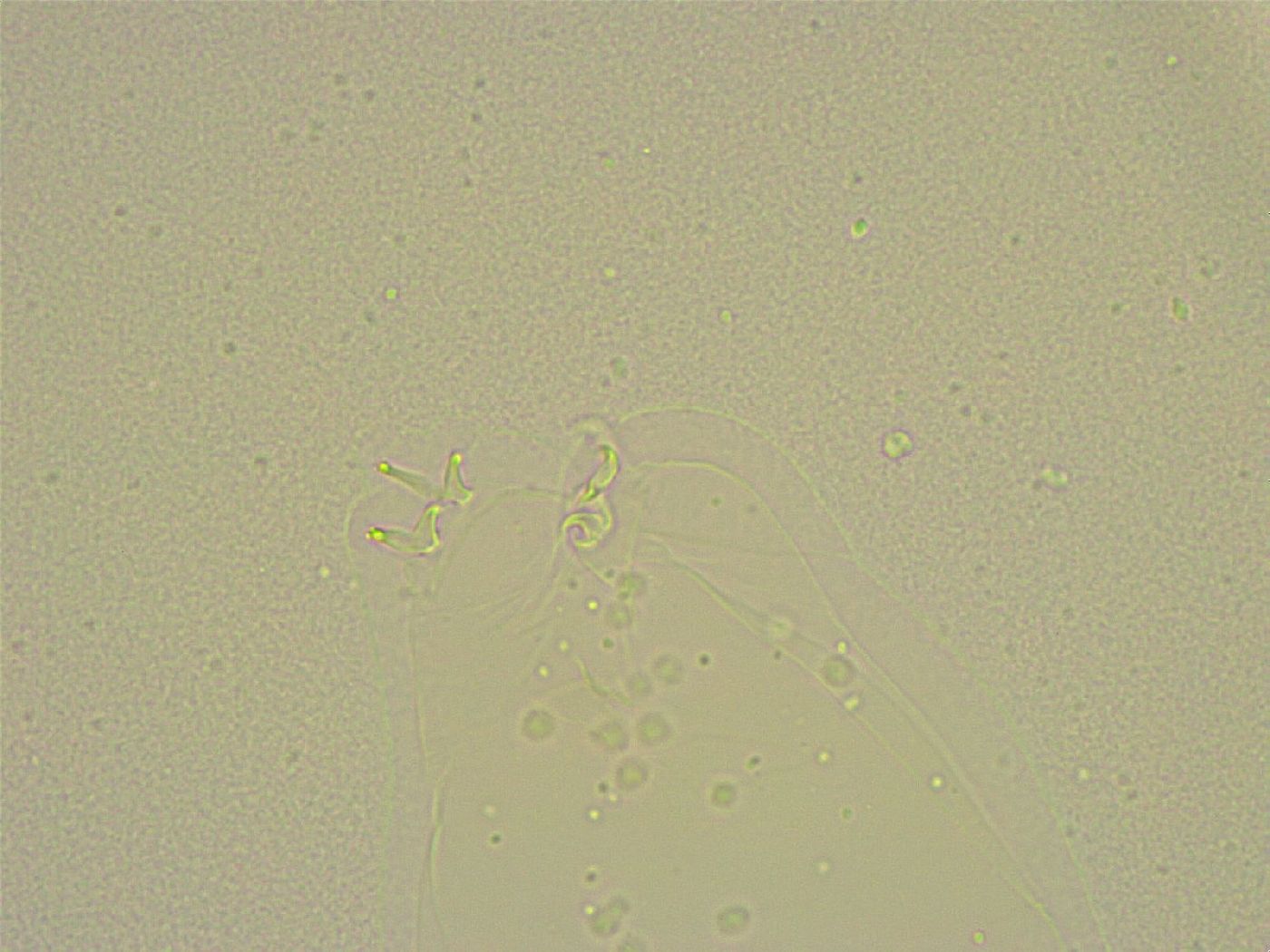 Diphascon chilenense image