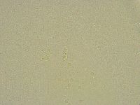 Diphascon chilenense image