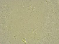 Diphascon chilenense image