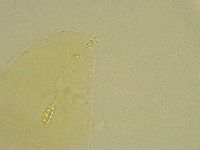Diphascon chilenense image