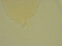 Diphascon chilenense image
