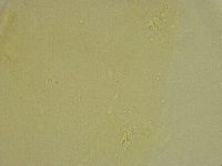 Diphascon chilenense image