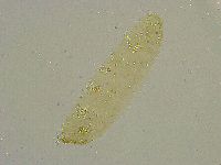 Diphascon chilenense image