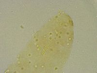 Diphascon chilenense image