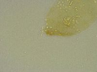 Diphascon chilenense image