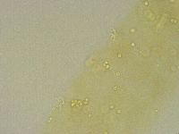 Diphascon chilenense image
