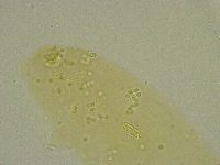 Diphascon chilenense image