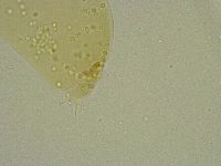 Diphascon chilenense image