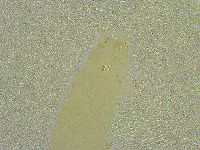 Diphascon chilenense image