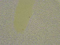 Diphascon chilenense image