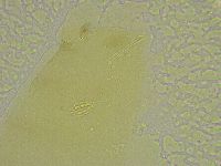 Diphascon chilenense image