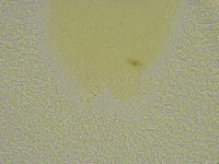 Diphascon chilenense image
