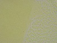 Diphascon chilenense image
