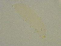 Diphascon chilenense image