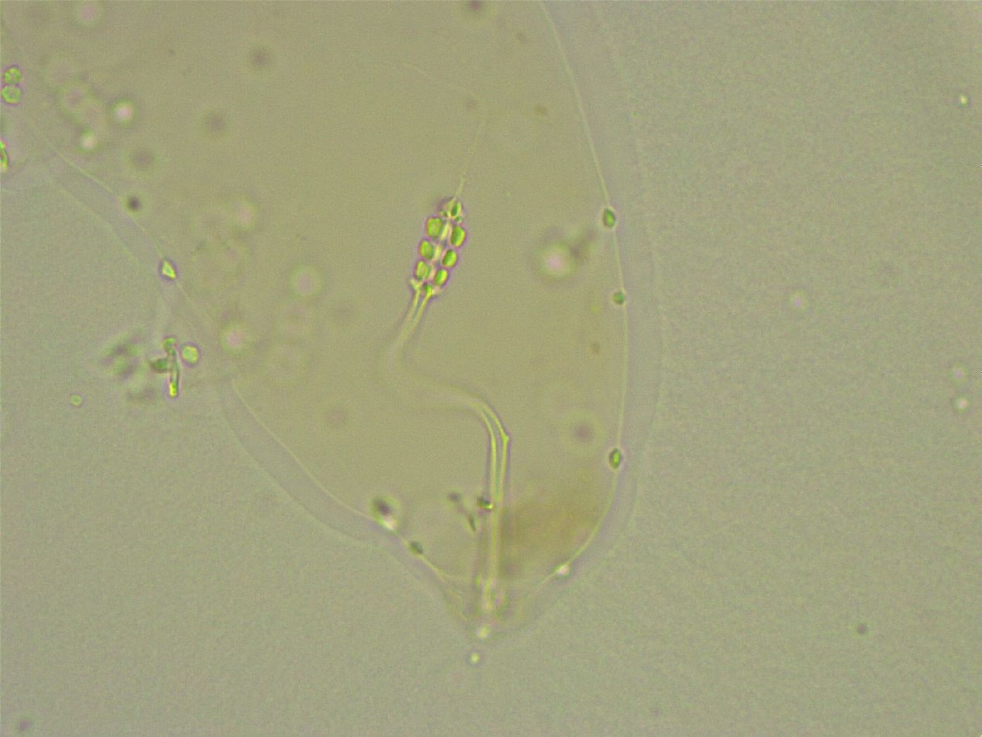 Diphascon chilenense image