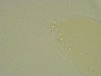 Diphascon chilenense image