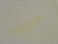 Diphascon chilenense image
