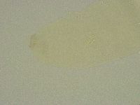Diphascon chilenense image